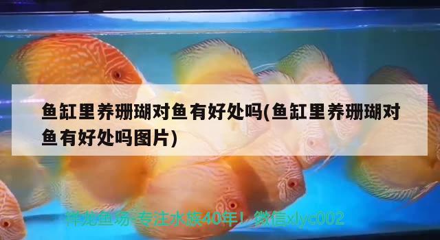 魚(yú)缸里養(yǎng)珊瑚對(duì)魚(yú)有好處嗎(魚(yú)缸里養(yǎng)珊瑚對(duì)魚(yú)有好處嗎圖片) 噴點(diǎn)菠蘿魚(yú)