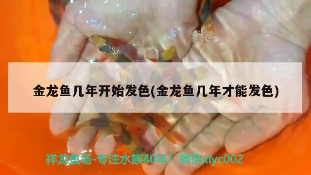 金龍魚幾年開始發(fā)色(金龍魚幾年才能發(fā)色) 養(yǎng)魚知識