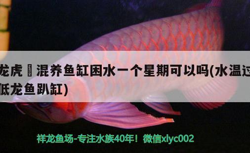 龍虎魟混養(yǎng)魚(yú)缸困水一個(gè)星期可以嗎(水溫過(guò)低龍魚(yú)趴缸) 殺菌消毒設(shè)備