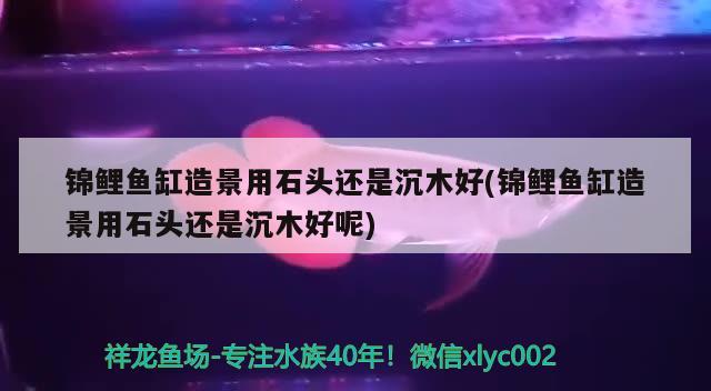 錦鯉魚缸造景用石頭還是沉木好(錦鯉魚缸造景用石頭還是沉木好呢) 祥禾Super Red紅龍魚