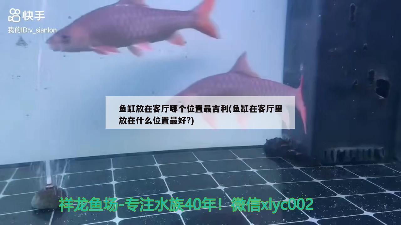 底濾魚缸濾材擺放圖順序(底濾魚缸濾材擺放順序圖片) 招財(cái)戰(zhàn)船魚 第2張