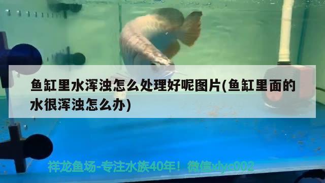 魚缸里水渾濁怎么處理好呢圖片(魚缸里面的水很渾濁怎么辦) 養(yǎng)魚知識