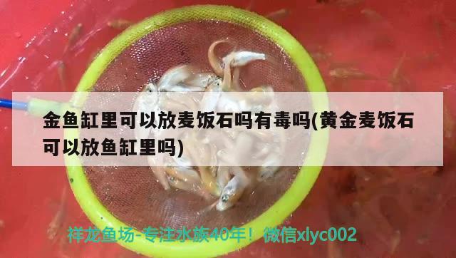 金魚缸里可以放麥飯石嗎有毒嗎(黃金麥飯石可以放魚缸里嗎) 銀古魚苗