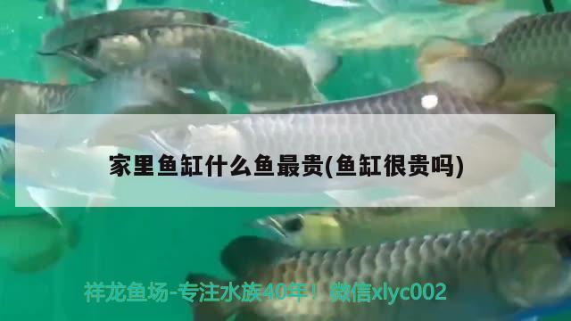 家里魚缸什么魚最貴(魚缸很貴嗎) 觀賞魚批發(fā) 第2張