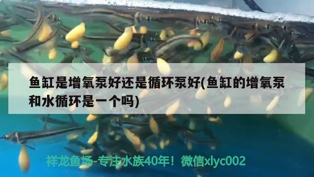 三伏天釣魚技巧 朱巴利魚苗 第2張