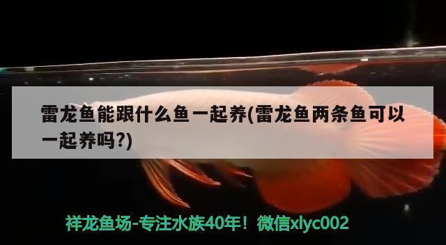 三亞有大魚缸的酒店有哪些？三亞房間有魚的酒店對應的相關信息，三亞有大魚缸的酒店有哪些 一眉道人魚苗 第3張