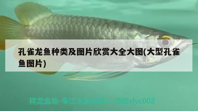 孔雀龍魚(yú)種類及圖片欣賞大全大圖(大型孔雀魚(yú)圖片)