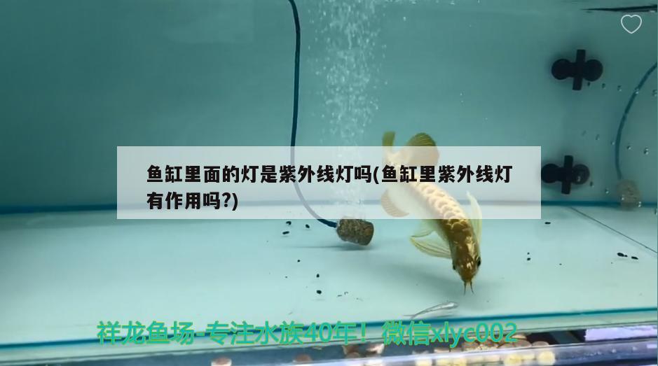 魚缸里面的燈是紫外線燈嗎(魚缸里紫外線燈有作用嗎?) 大白鯊魚