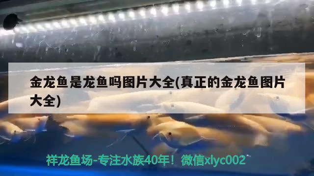 老虎魚石頭魚能混養(yǎng)嗎（可以和水虎魚混養(yǎng)的魚）