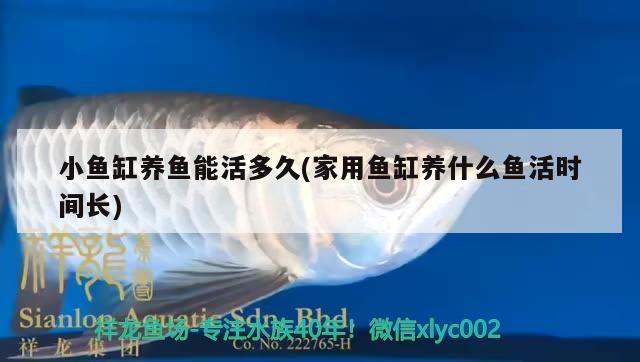 小魚缸養(yǎng)魚能活多久(家用魚缸養(yǎng)什么魚活時間長) 成吉思汗鯊（球鯊）魚