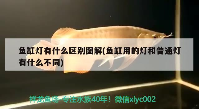 50魚(yú)缸多少魚(yú)(50魚(yú)缸 多少魚(yú)) 祥禾Super Red紅龍魚(yú) 第1張