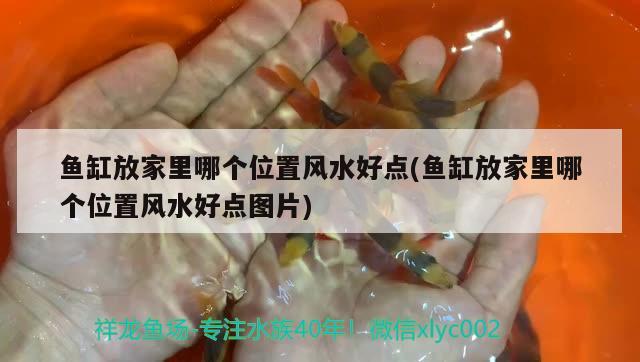 魚缸放家里哪個位置風(fēng)水好點(魚缸放家里哪個位置風(fēng)水好點圖片) 魚缸風(fēng)水