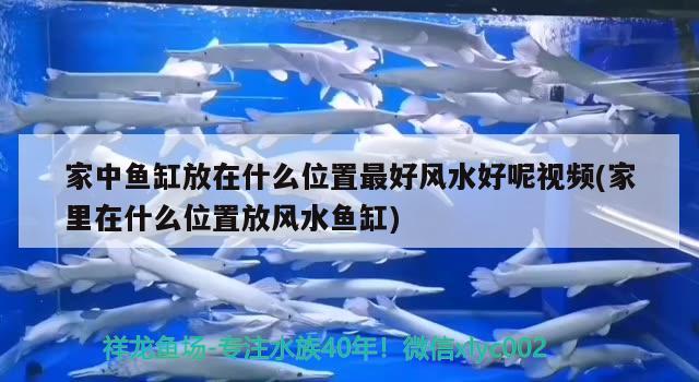 家中魚缸放在什么位置最好風水好呢視頻(家里在什么位置放風水魚缸)