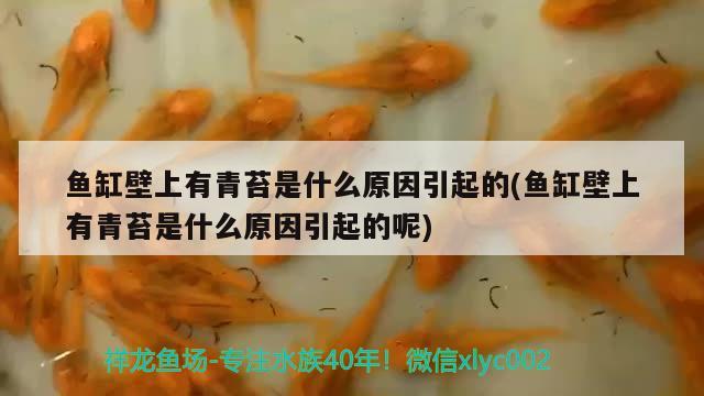 魚缸壁上有青苔是什么原因引起的(魚缸壁上有青苔是什么原因引起的呢) 名貴錦鯉魚