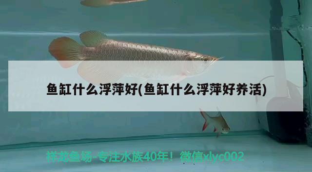 魚(yú)缸什么浮萍好(魚(yú)缸什么浮萍好養(yǎng)活) 黃金斑馬魚(yú)