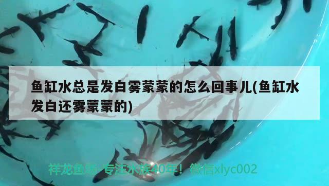 魚缸水總是發(fā)白霧蒙蒙的怎么回事兒(魚缸水發(fā)白還霧蒙蒙的) 錦鯉池魚池建設(shè)