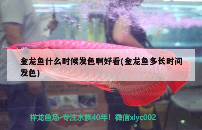 金龍魚什么時(shí)候發(fā)色啊好看(金龍魚多長(zhǎng)時(shí)間發(fā)色)