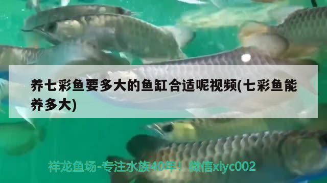 養(yǎng)七彩魚要多大的魚缸合適呢視頻(七彩魚能養(yǎng)多大) 水族世界