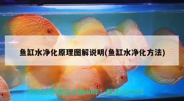 魚缸水凈化原理圖解說明(魚缸水凈化方法)