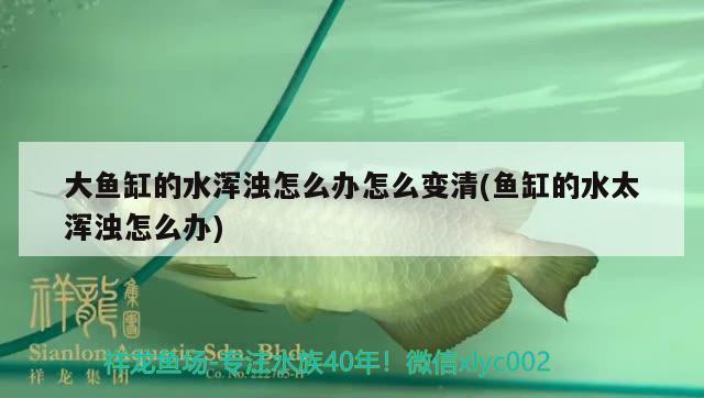 大魚缸的水渾濁怎么辦怎么變清(魚缸的水太渾濁怎么辦) 電鰻