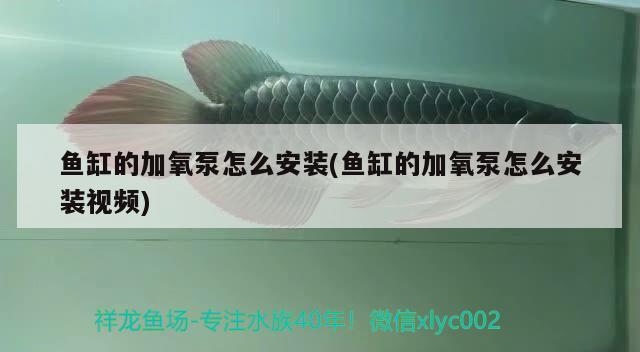 魚缸的加氧泵怎么安裝(魚缸的加氧泵怎么安裝視頻) 野彩魚