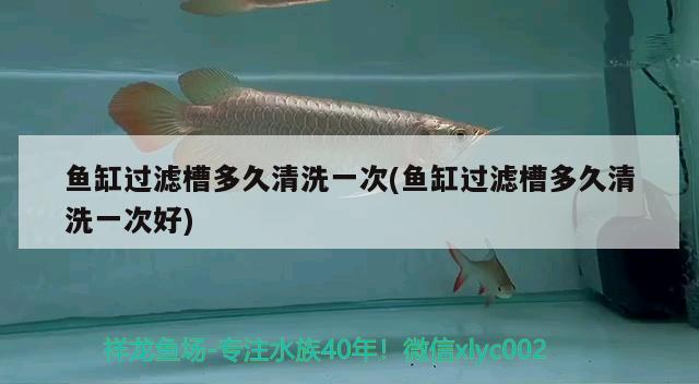 魚(yú)缸過(guò)濾槽多久清洗一次(魚(yú)缸過(guò)濾槽多久清洗一次好) 白子關(guān)刀魚(yú)苗 第1張