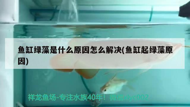 魚缸綠藻是什么原因怎么解決(魚缸起綠藻原因)