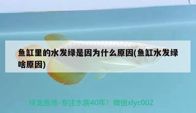 魚缸里的水發(fā)綠是因?yàn)槭裁丛?魚缸水發(fā)綠啥原因) 硝化細(xì)菌