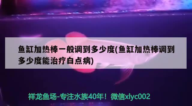 魚缸加熱棒一般調(diào)到多少度(魚缸加熱棒調(diào)到多少度能治療白點病) 虎紋銀版魚