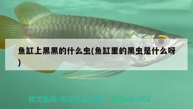 魚缸上黑黑的什么蟲(魚缸里的黑蟲是什么呀) 除藻劑