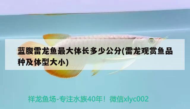 藍(lán)腹雷龍魚(yú)最大體長(zhǎng)多少公分(雷龍觀賞魚(yú)品種及體型大小) 養(yǎng)魚(yú)知識(shí)