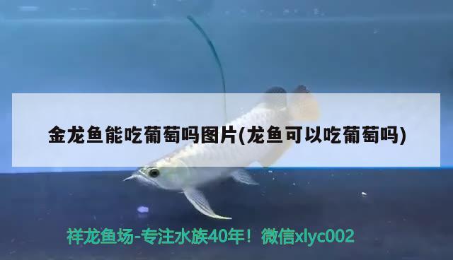 金龍魚能吃葡萄嗎圖片(龍魚可以吃葡萄嗎) 招財戰(zhàn)船魚