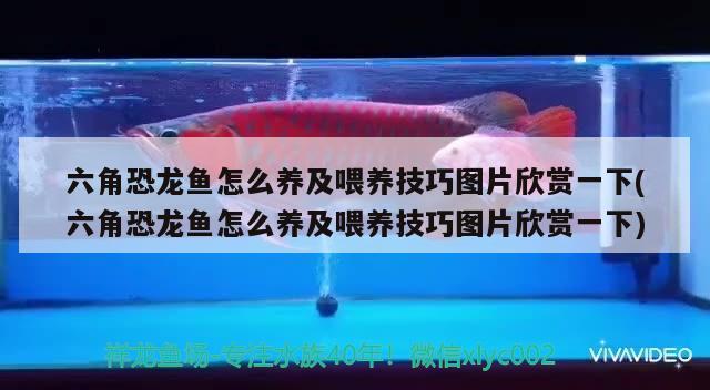 六角恐龍魚怎么養(yǎng)及喂養(yǎng)技巧圖片欣賞一下(六角恐龍魚怎么養(yǎng)及喂養(yǎng)技巧圖片欣賞一下) 赤焰中國虎魚