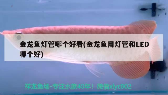 金龍魚燈管哪個好看(金龍魚用燈管和LED哪個好) 過濾設(shè)備