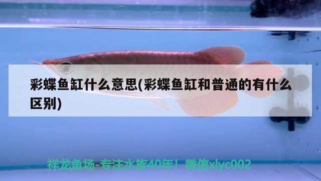 彩蝶魚缸什么意思(彩蝶魚缸和普通的有什么區(qū)別)