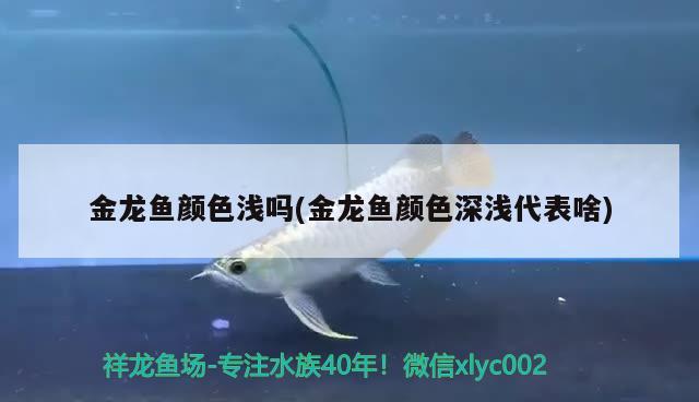 金龍魚的前身，掛著中國名字的外資企業(yè)