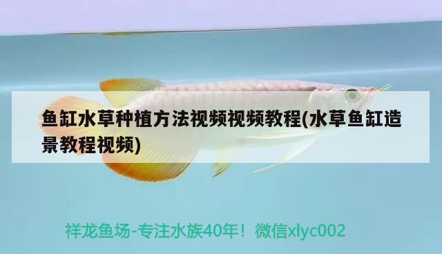 魚(yú)缸水草種植方法視頻視頻教程(水草魚(yú)缸造景教程視頻) 水草