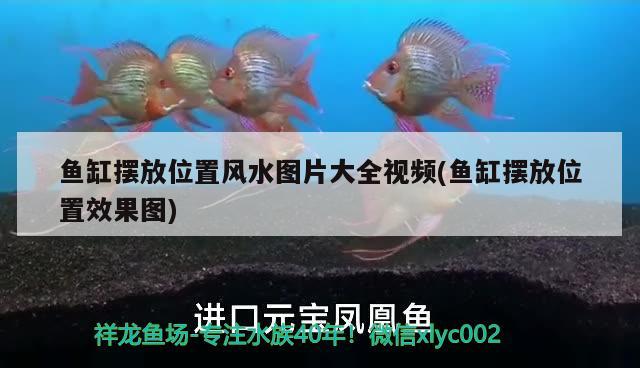 魚(yú)缸擺放位置風(fēng)水圖片大全視頻(魚(yú)缸擺放位置效果圖) 魚(yú)缸風(fēng)水