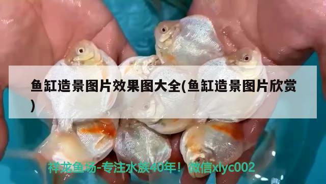 魚缸造景圖片效果圖大全(魚缸造景圖片欣賞) 龍魚批發(fā)