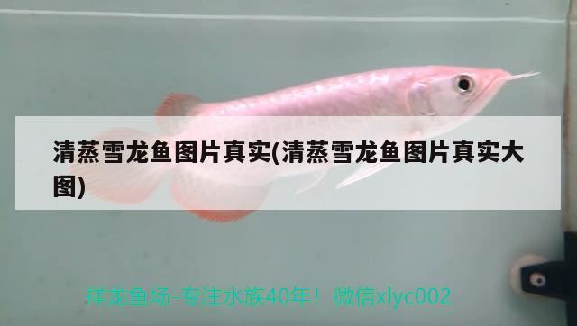 飛鳳魚能和銀龍魚一起混養(yǎng)嗎，，飛鳳魚能和銀龍魚一起混養(yǎng)嗎