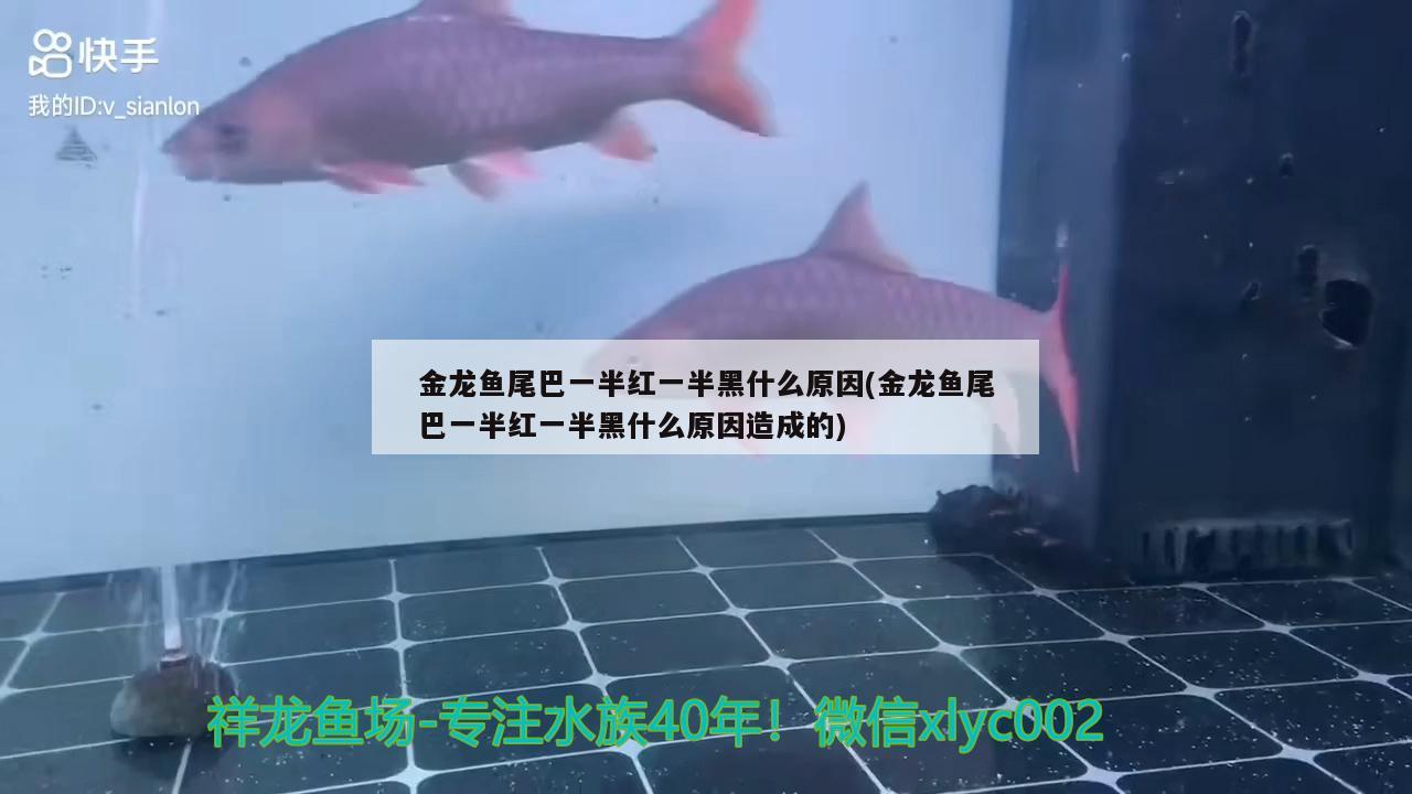 金龍魚尾巴一半紅一半黑什么原因(金龍魚尾巴一半紅一半黑什么原因造成的)