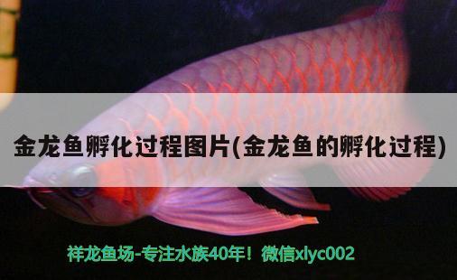 金龍魚孵化過程圖片(金龍魚的孵化過程)