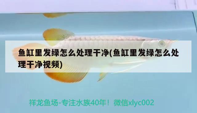 魚缸里發(fā)綠怎么處理干凈(魚缸里發(fā)綠怎么處理干凈視頻) 祥龍傳奇品牌魚缸