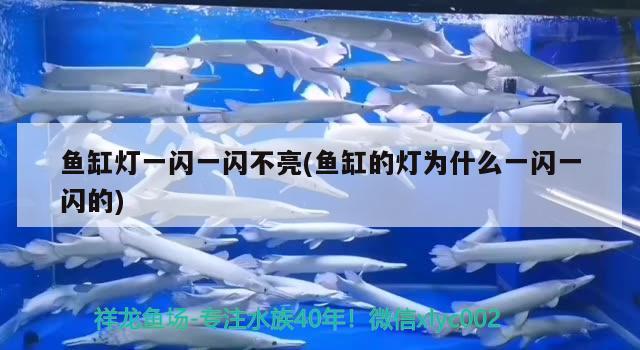 魚缸燈一閃一閃不亮(魚缸的燈為什么一閃一閃的) 粗線銀版魚苗