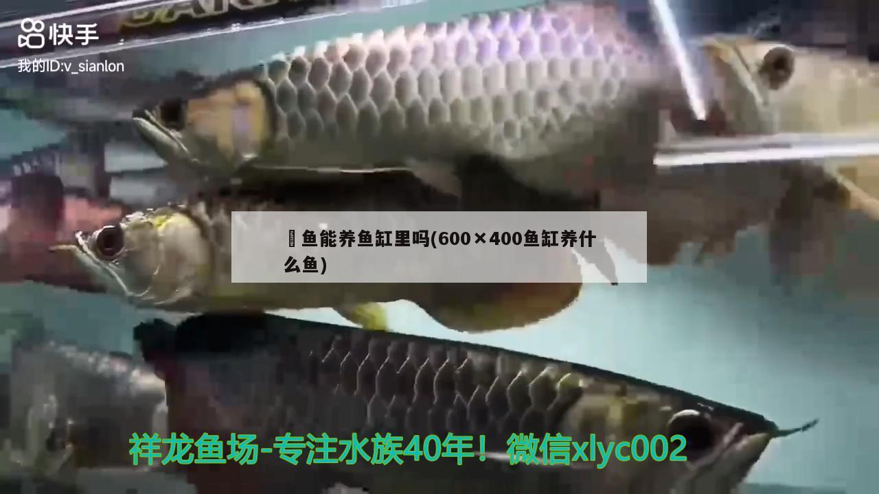 鳡魚(yú)能養(yǎng)魚(yú)缸里嗎(600×400魚(yú)缸養(yǎng)什么魚(yú)) 白子銀龍魚(yú)苗