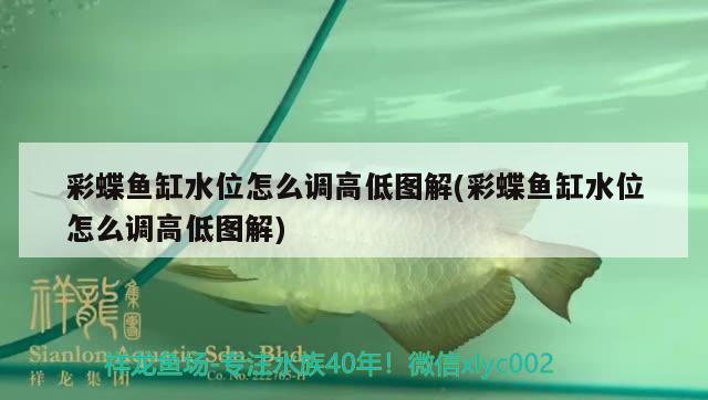 彩蝶魚(yú)缸水位怎么調(diào)高低圖解(彩蝶魚(yú)缸水位怎么調(diào)高低圖解)