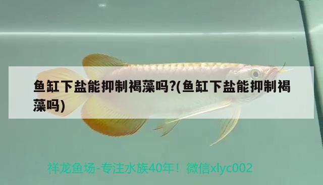 魚缸下鹽能抑制褐藻嗎?(魚缸下鹽能抑制褐藻嗎) 鐵甲武士