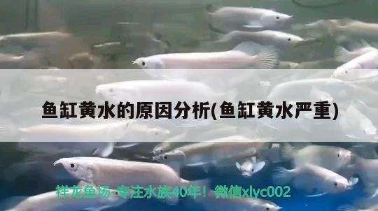 魚缸黃水的原因分析(魚缸黃水嚴重) 大日玉鯖魚