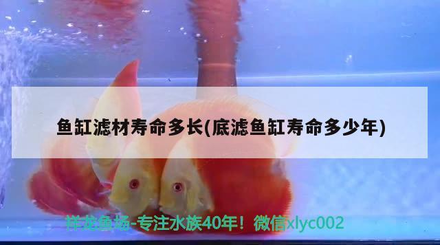 南京三七水族有限公司 麥肯斯銀版魚(yú) 第2張