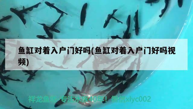 魚缸對著入戶門好嗎(魚缸對著入戶門好嗎視頻) 紅魔王銀版魚